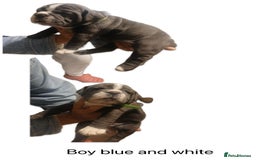 Olde English Bulldogge dogs for sale: NEBB REG OLDE ENGLISH BULLDOG  - Image 27