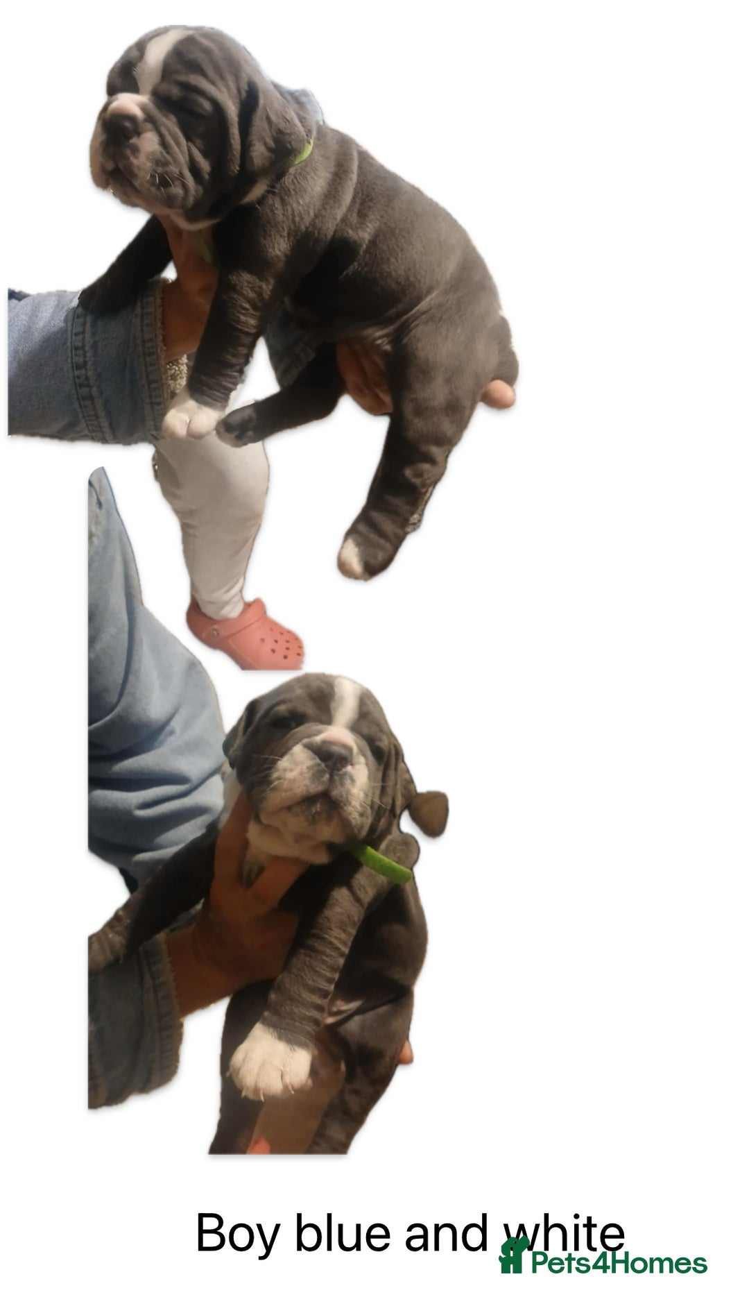 Olde English Bulldogge dogs for sale: NEBB REG OLDE ENGLISH BULLDOG  - Image 27