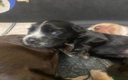 Cocker Spaniel dogs for sale: Stunning KC Reg Cocker Spaniel Pups Choco/Black - Image 27