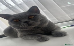 British Shorthair cats for sale: 1 year old British shorthair male - Image 1