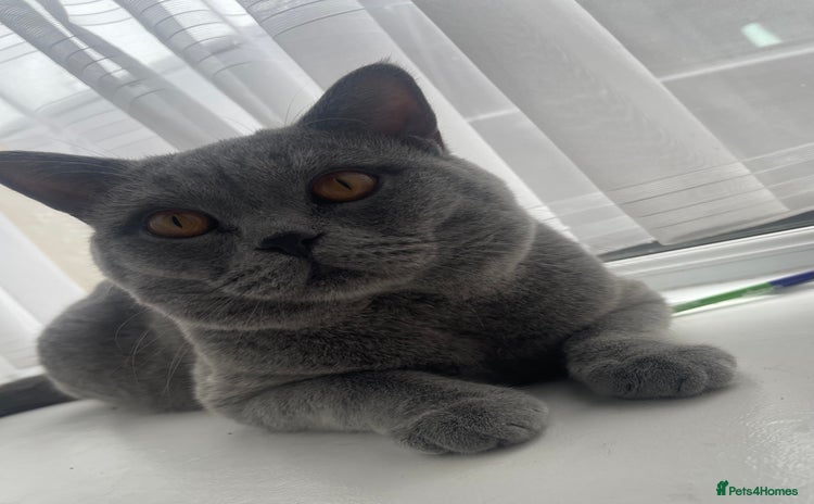 British Shorthair cats - Advert 9