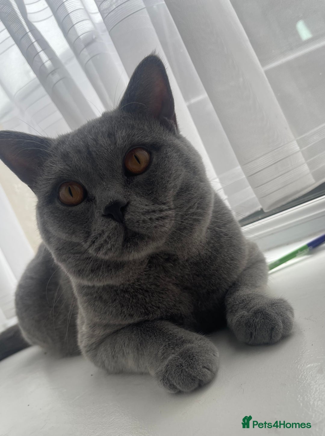 British Shorthair cats for sale: 1 year old British shorthair male - Image 1