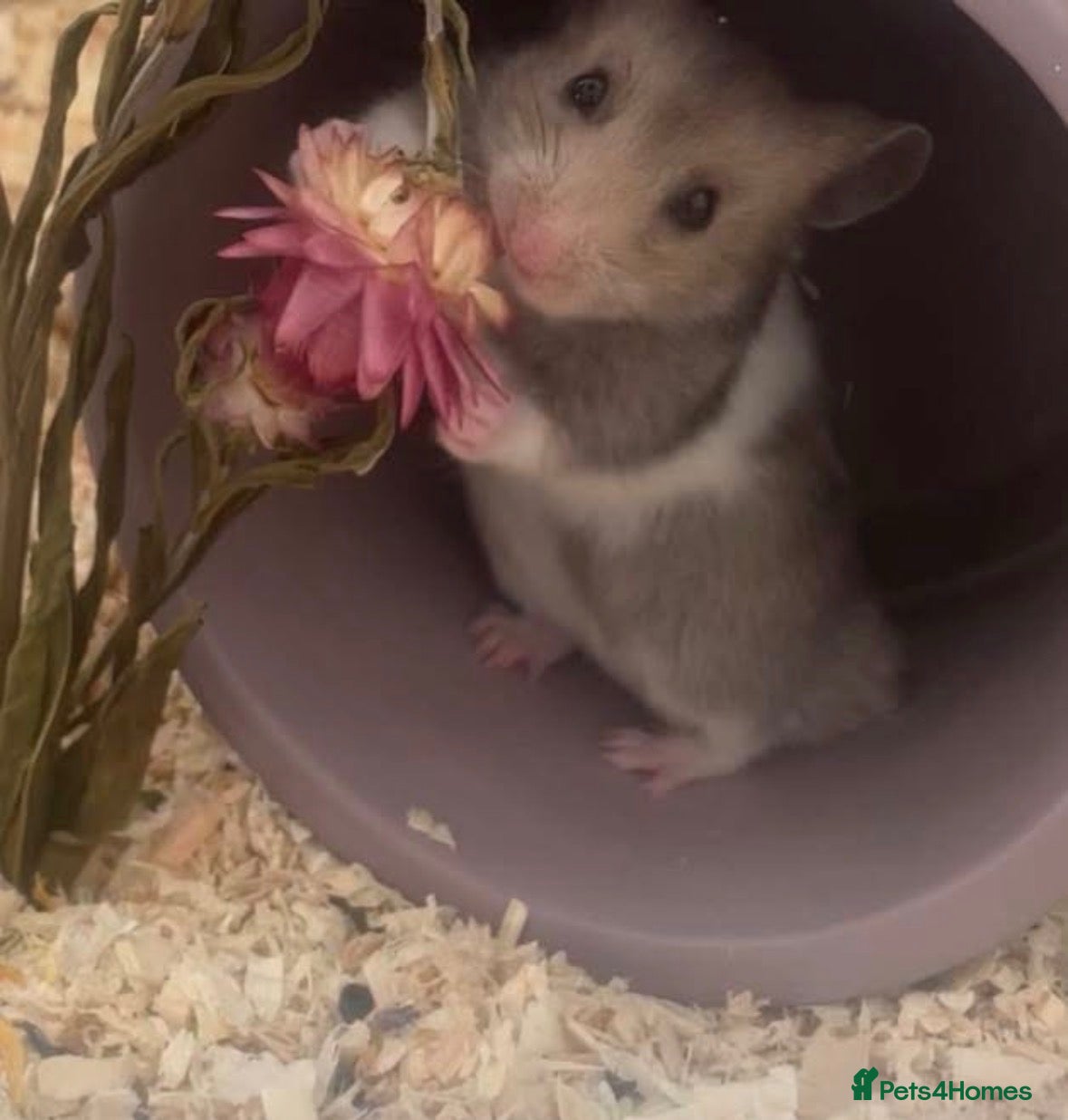 Hamster rodents Hamster for Rehoming - Advert 1