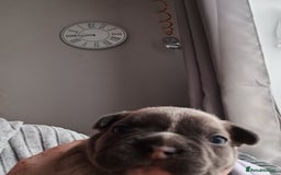 French Bulldog dogs for sale: 1 male French bulldog  - Advert 3