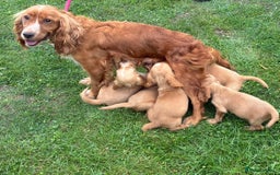 Cocker Spaniel dogs for sale: WORKING COCKER SPANIELS - Image 8