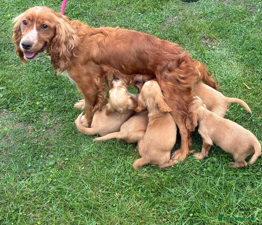 Cocker Spaniel dogs for sale: WORKING COCKER SPANIELS - Image 8