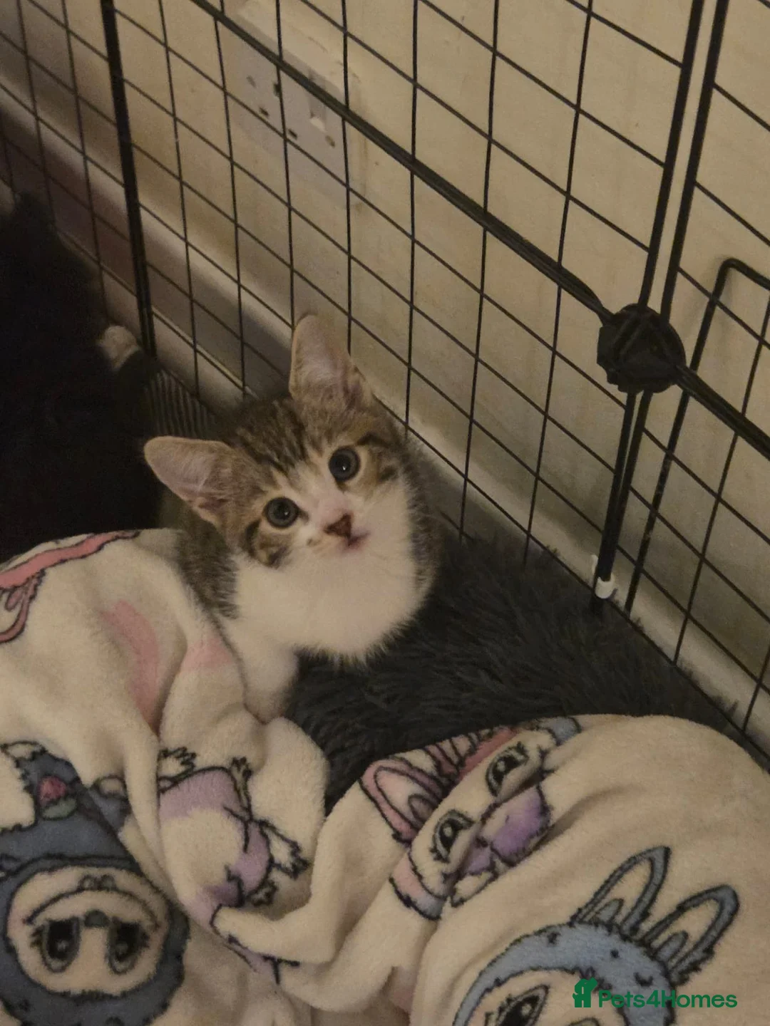 Mixed Breed cats for sale: Adorable kittens in Liverpool - Advert 2