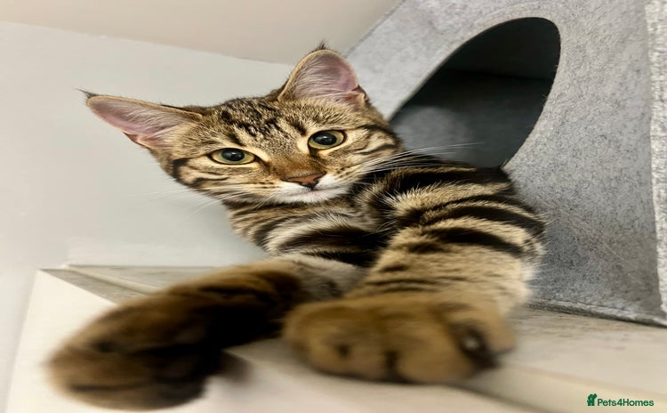 Bengal cats in London - Advert 14