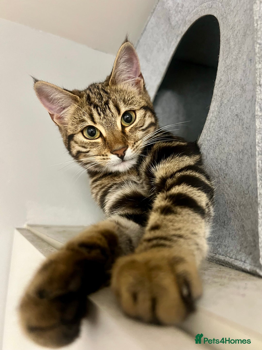Bengal cats for sale: Female bengal kitten in London - Image 1