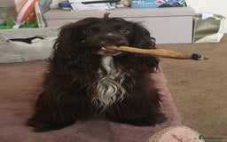 Sprocker dogs for stud: Dexter Sprocker - Image 18