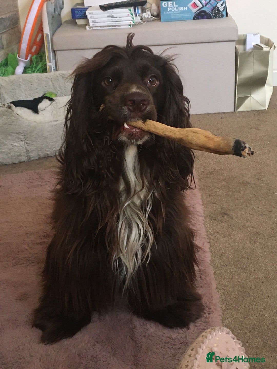 Sprocker dogs for stud: Dexter Sprocker - Image 18