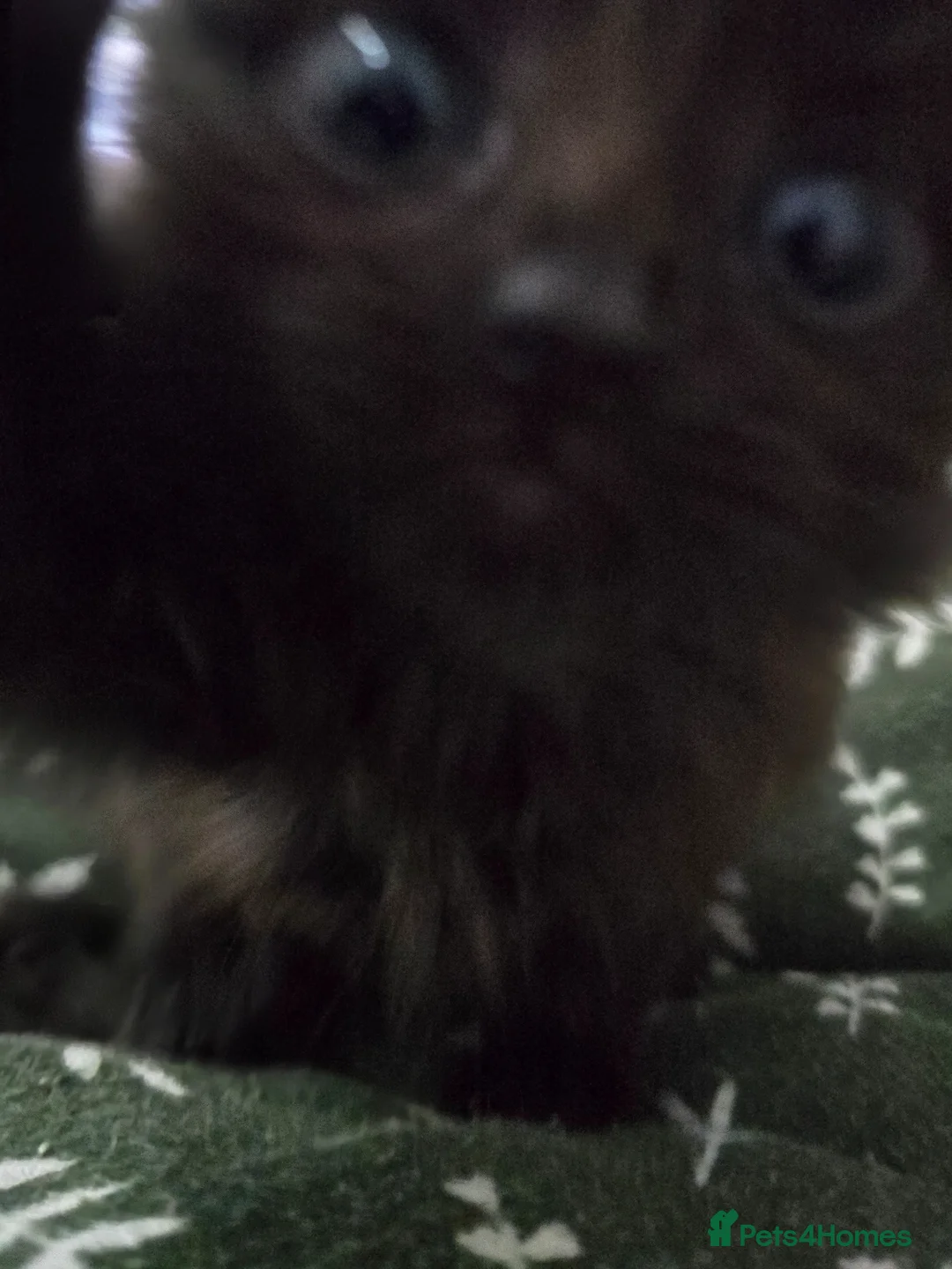 Mixed Breed cats for sale: 5 beautiful kittens  - Advert 2