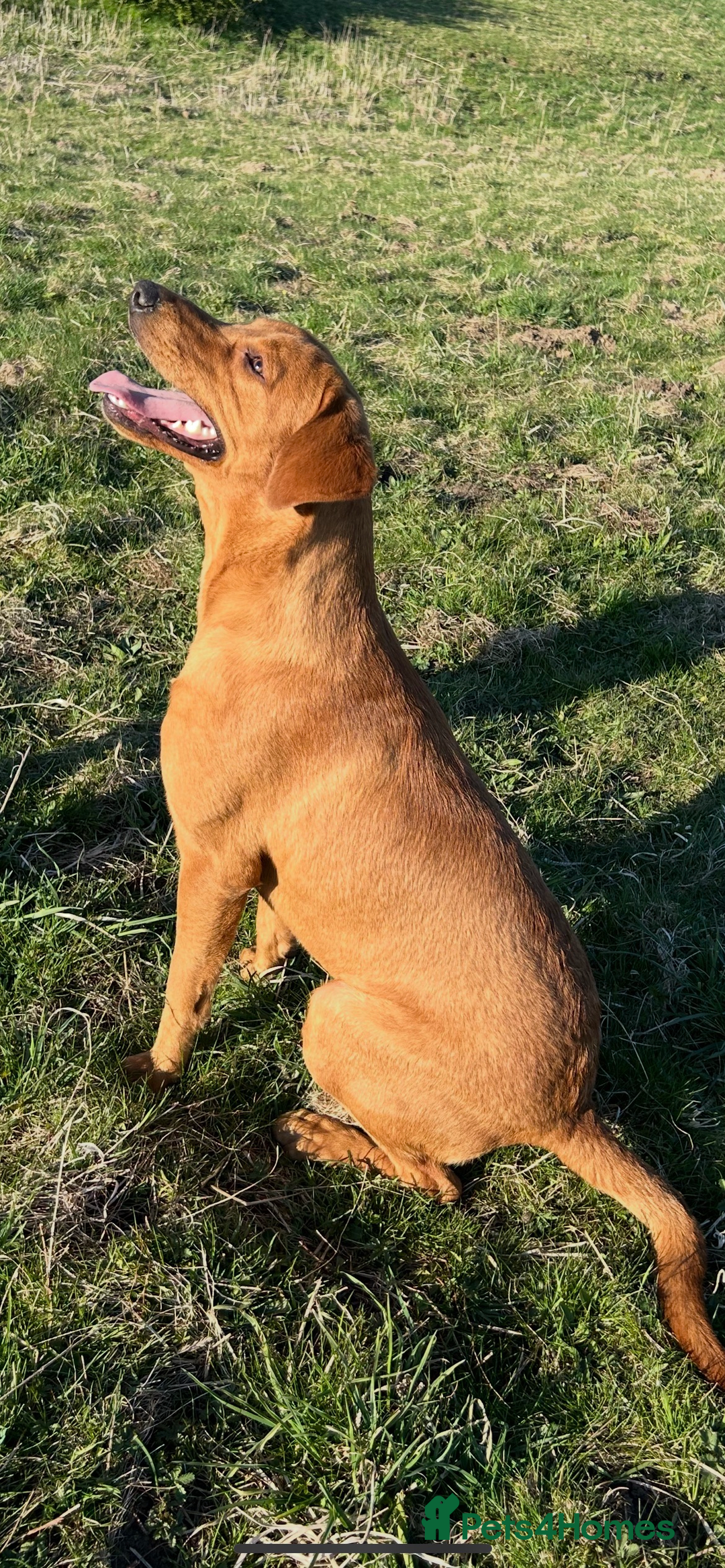 Labrador Retriever dogs for stud: PROVEN KC registered red Labrador  - Advert 2