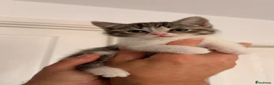 WeBritish Shorthair 1