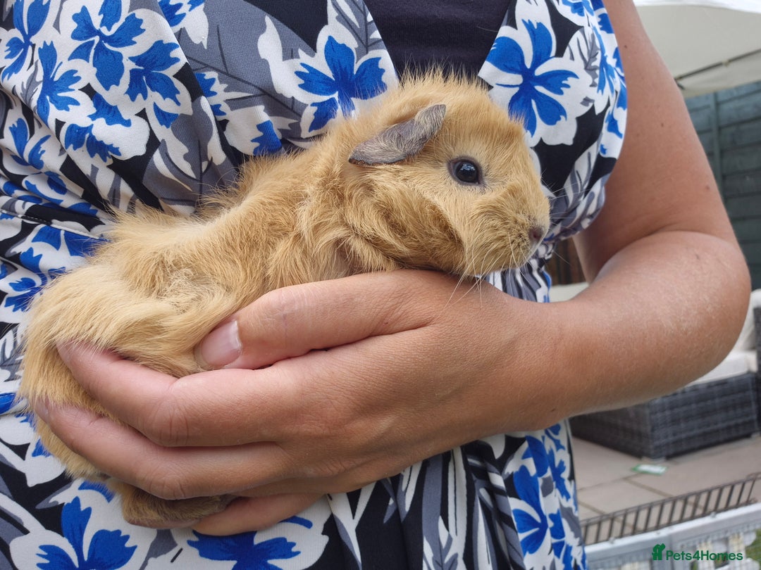 Guinea Pig rodents for sale: Beautiful bonded boars - Image 4