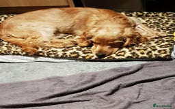 Cocker Spaniel dogs for sale: Wiski - Image 6