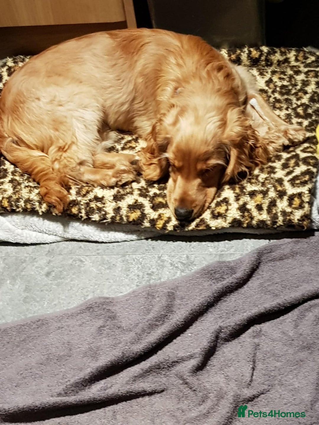 Cocker Spaniel dogs for sale: Wiski - Image 6