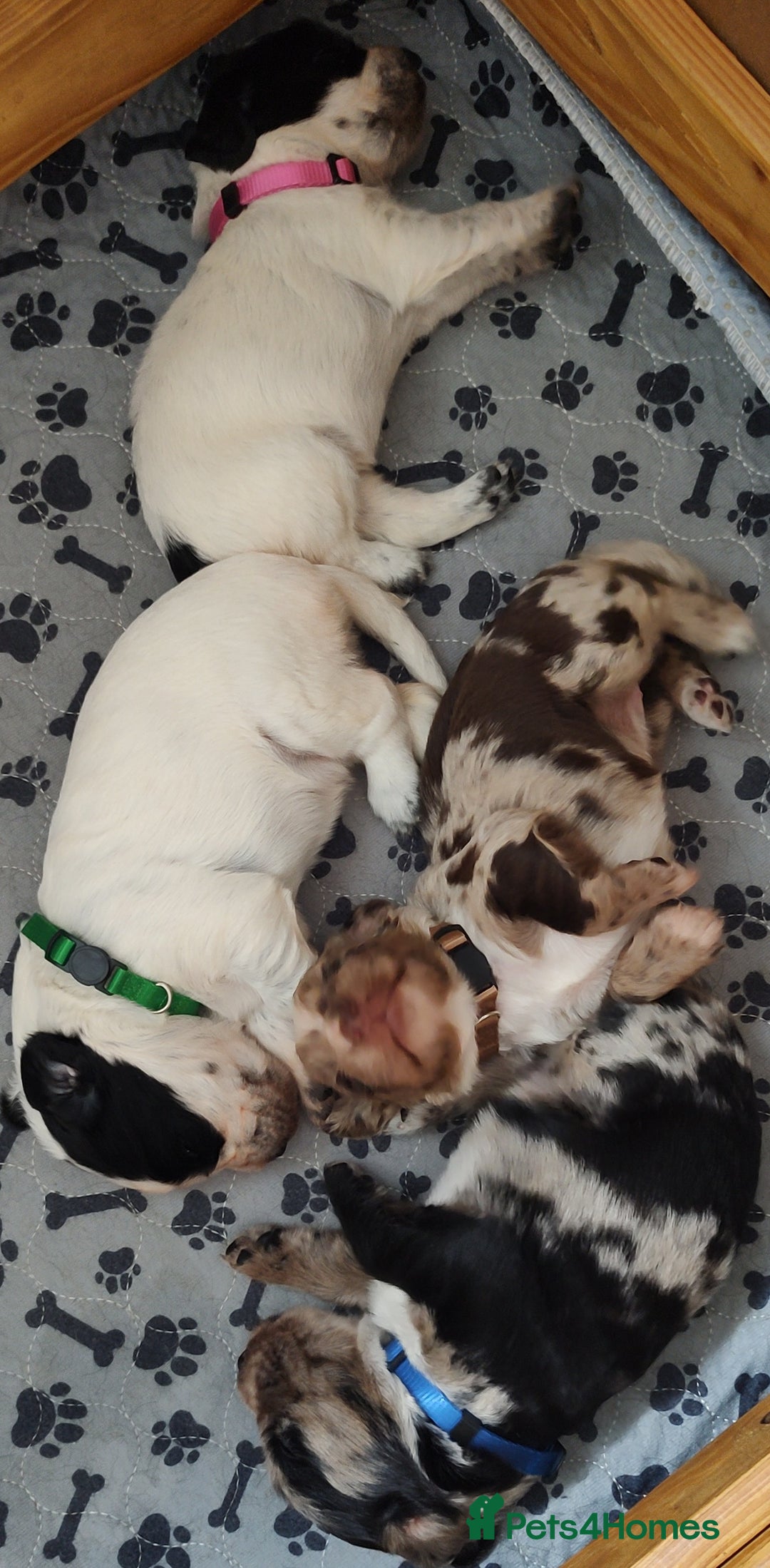 Sprocker dogs for sale: STRIKING SPROCKER SPANIEL PUPPIES  - Image 23