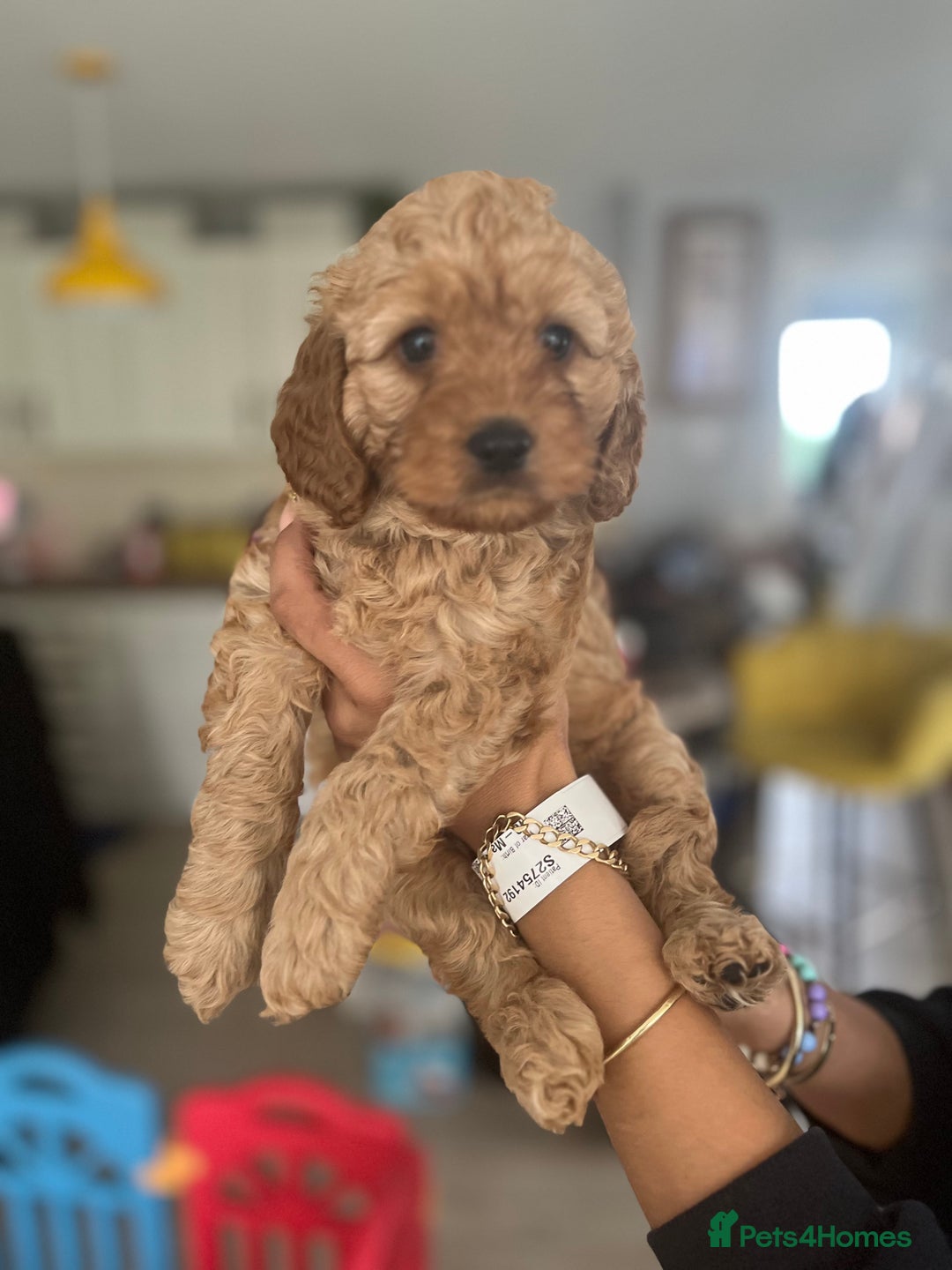 Cavapoo dogs for sale: Cavapoo  - Image 3