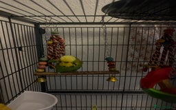 Budgerigars birds for sale: Two lovely male budgies  - Image 2