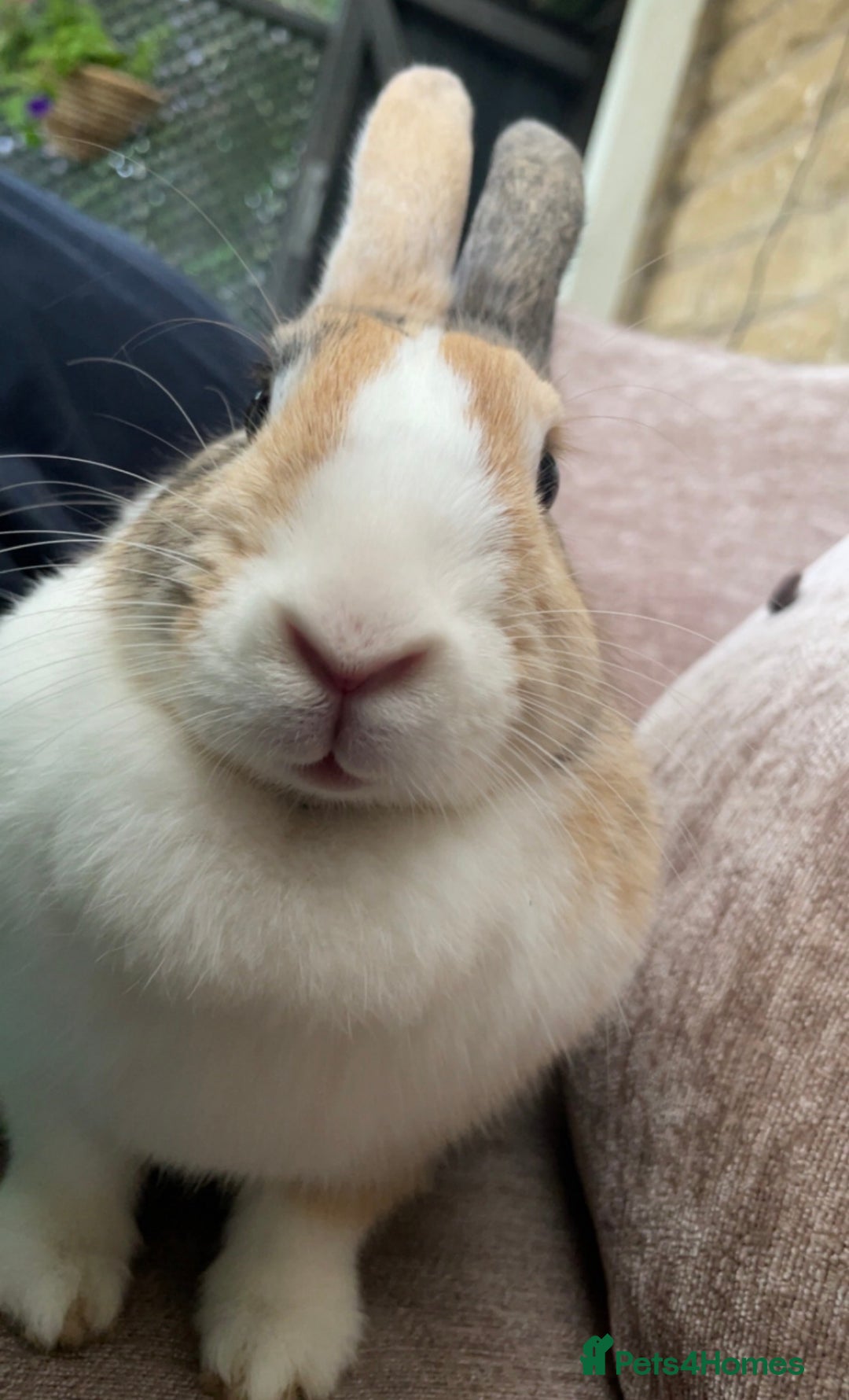 Mixed Breed rabbits for sale: Coco & Poppy - Advert 4