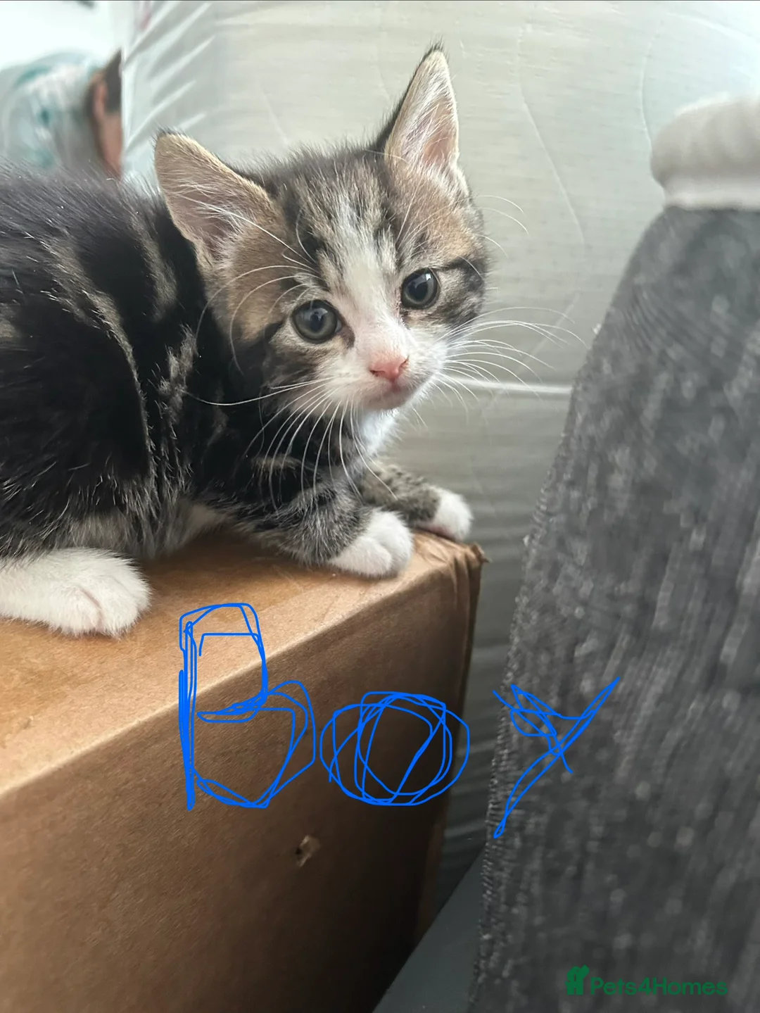 Mixed Breed cats for sale: 3 kittens are ready for 14 th march  - Advert 2