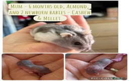 Hamster rodents for sale: Rescued Dwarf Hamsters For Adoption  - Image 6