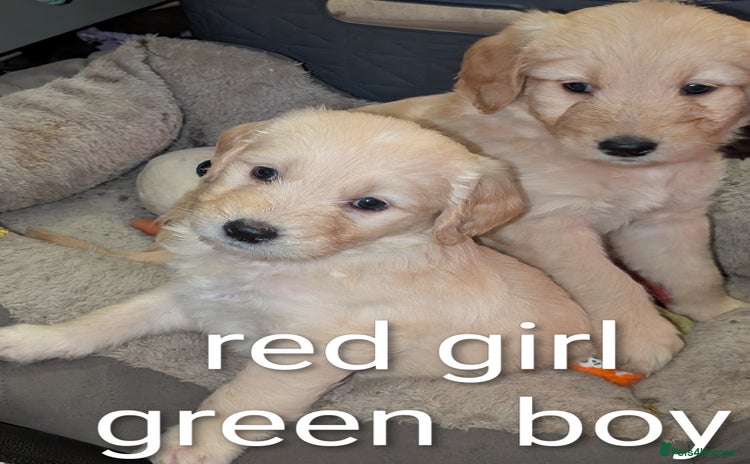 Goldendoodle dogs - Advert 1