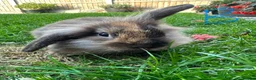 Lionhead rabbits for sale: Lionhead rabbits for sale  - Advert 19
