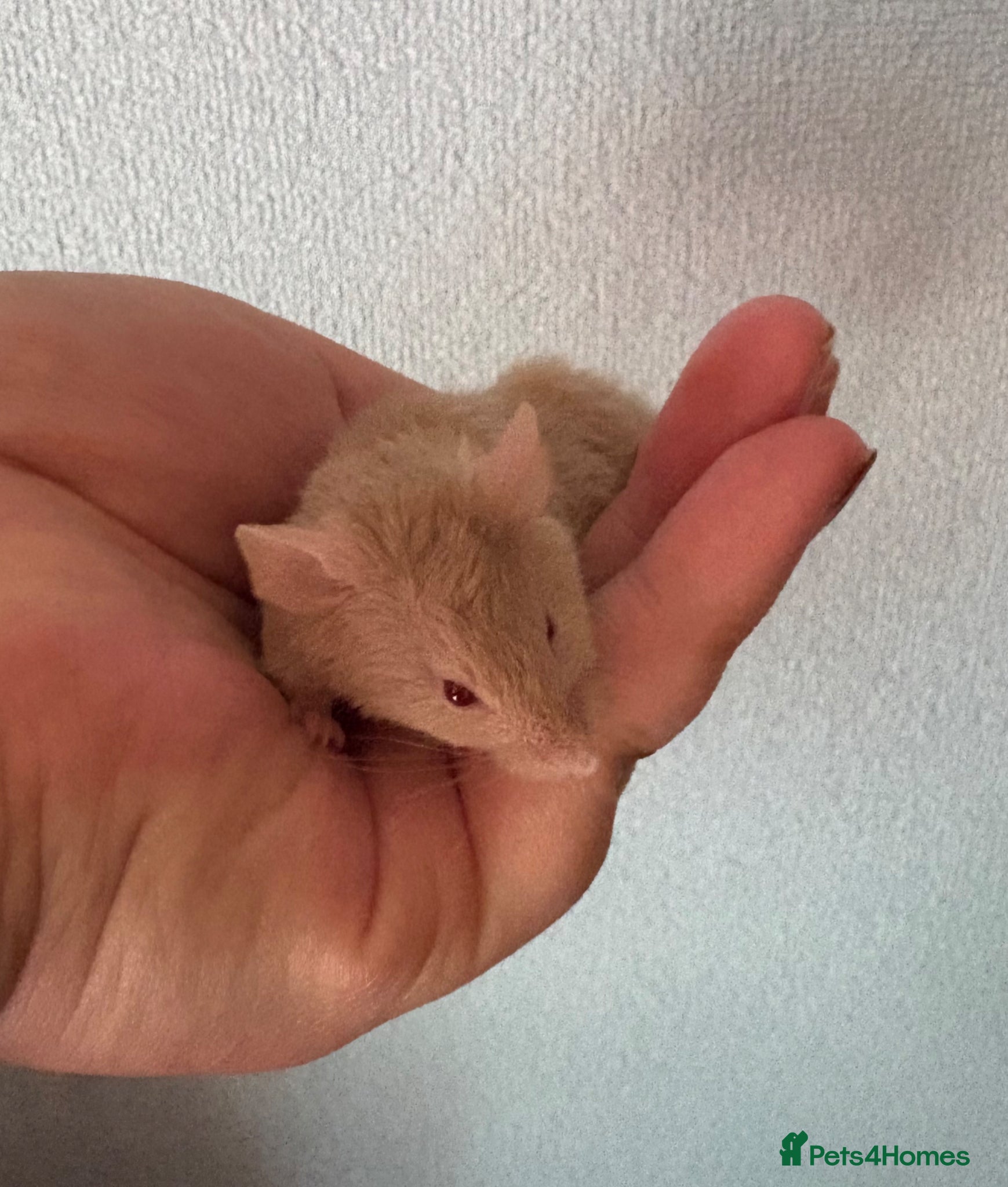 Mouse rodents 1 SIAMESE BOY & 1 FLUFFY CREAM BOY AVAILABLE  - Advert 10