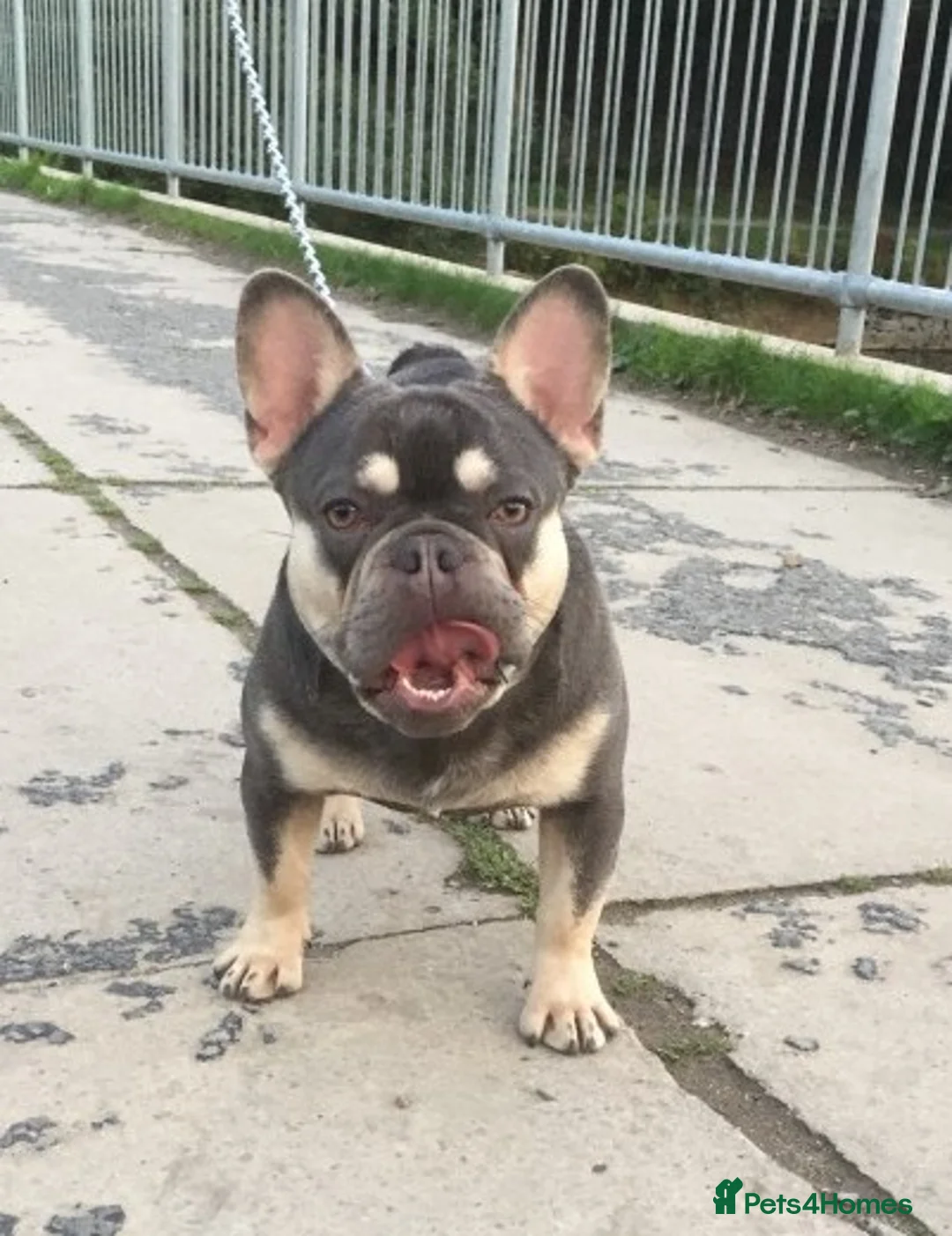 French Bulldog dogs for sale: 💙 Beautiful Frenchies Puppies💙Ready Now 💙 - Advert 2