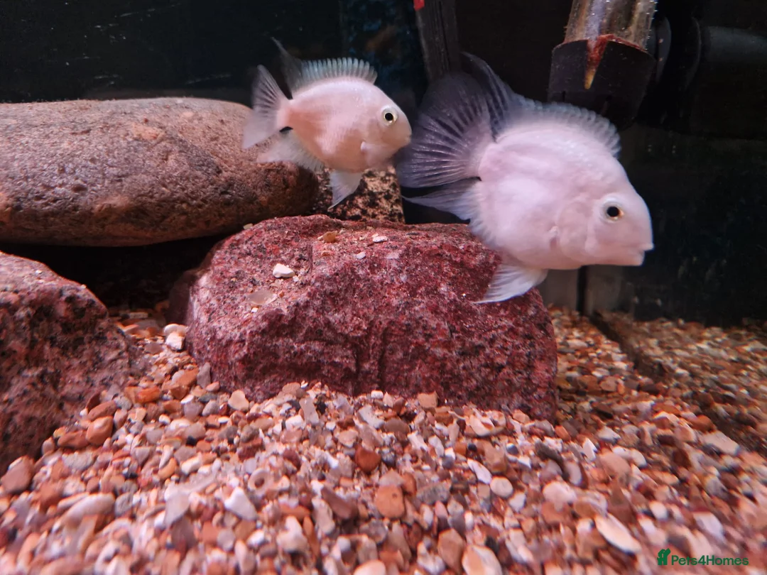 Other/Mixed Breed fish for sale:  PLEASE READ DESCRIPTION Various fish for sale - Advert 7