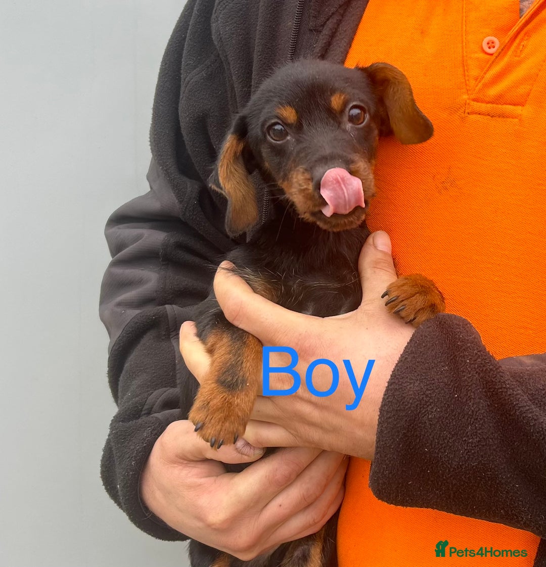 Mixed Breed dogs for sale: Dachshund x jack Russell’s  - Image 4