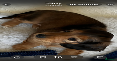 Miniature Dachshund dogs - Advert 5