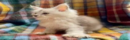 Maine Coon cats for sale: Silver Ticked Polydactyl Maine Coon Male - Advert 9