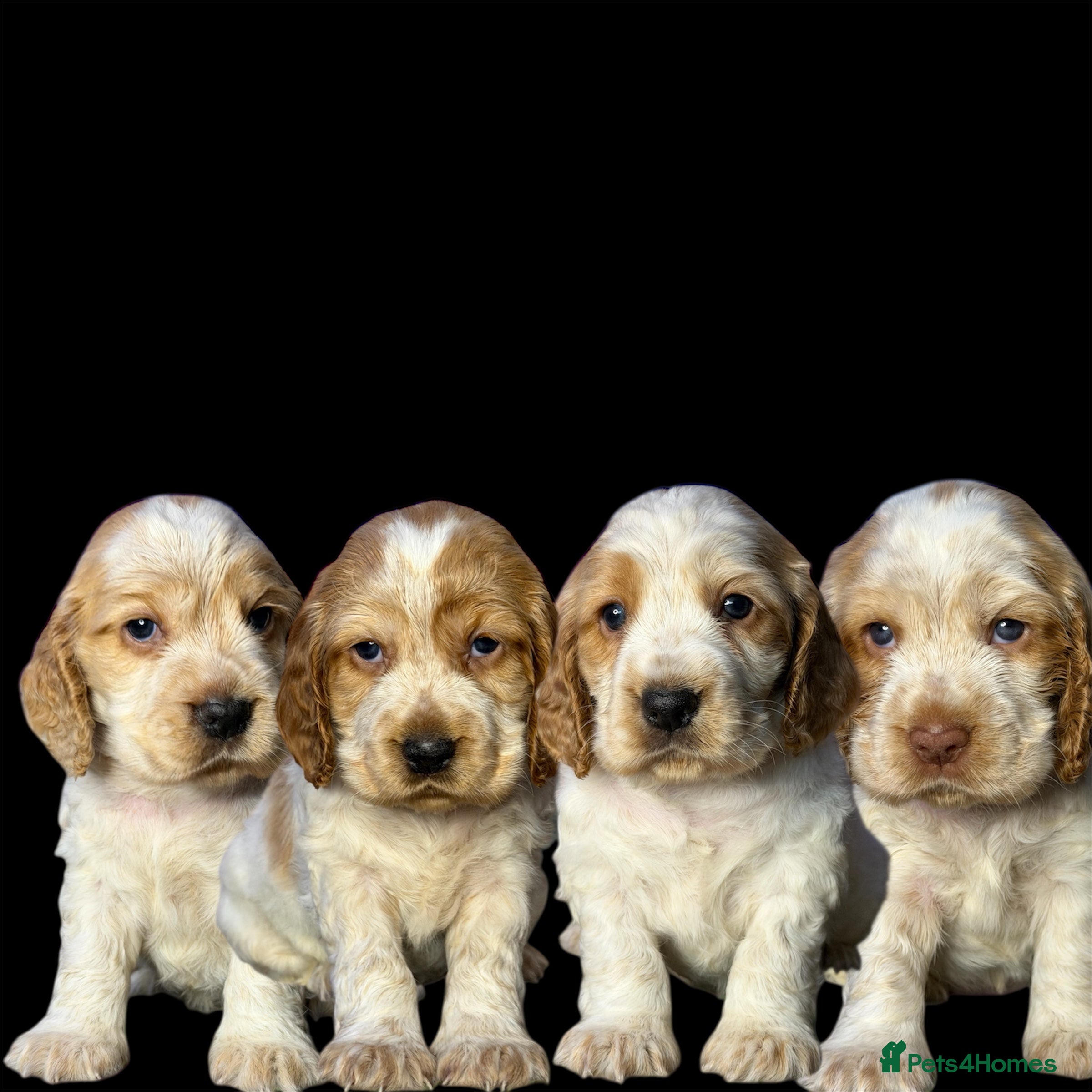 Cocker Spaniel dogs KC Registered & Fully DNA tested  - Advert 10