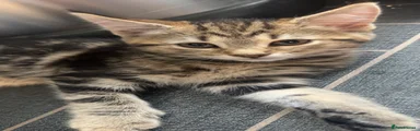 Maine Coon 5 red 