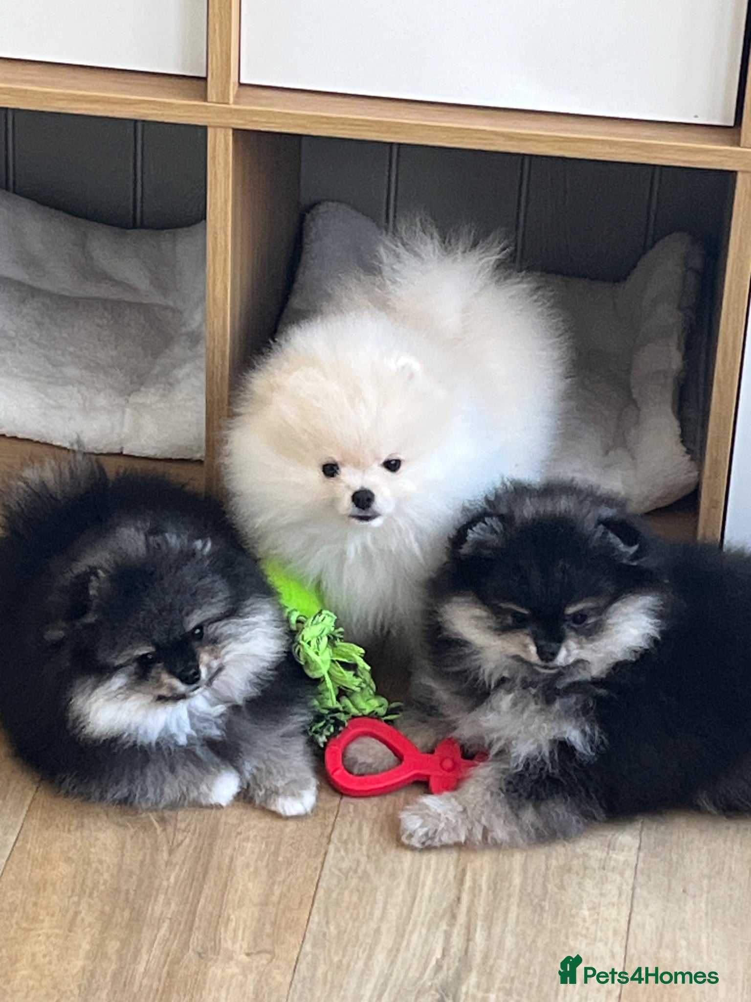 Pomeranian dogs Two boys and a girl for a loving families  - Advert 2