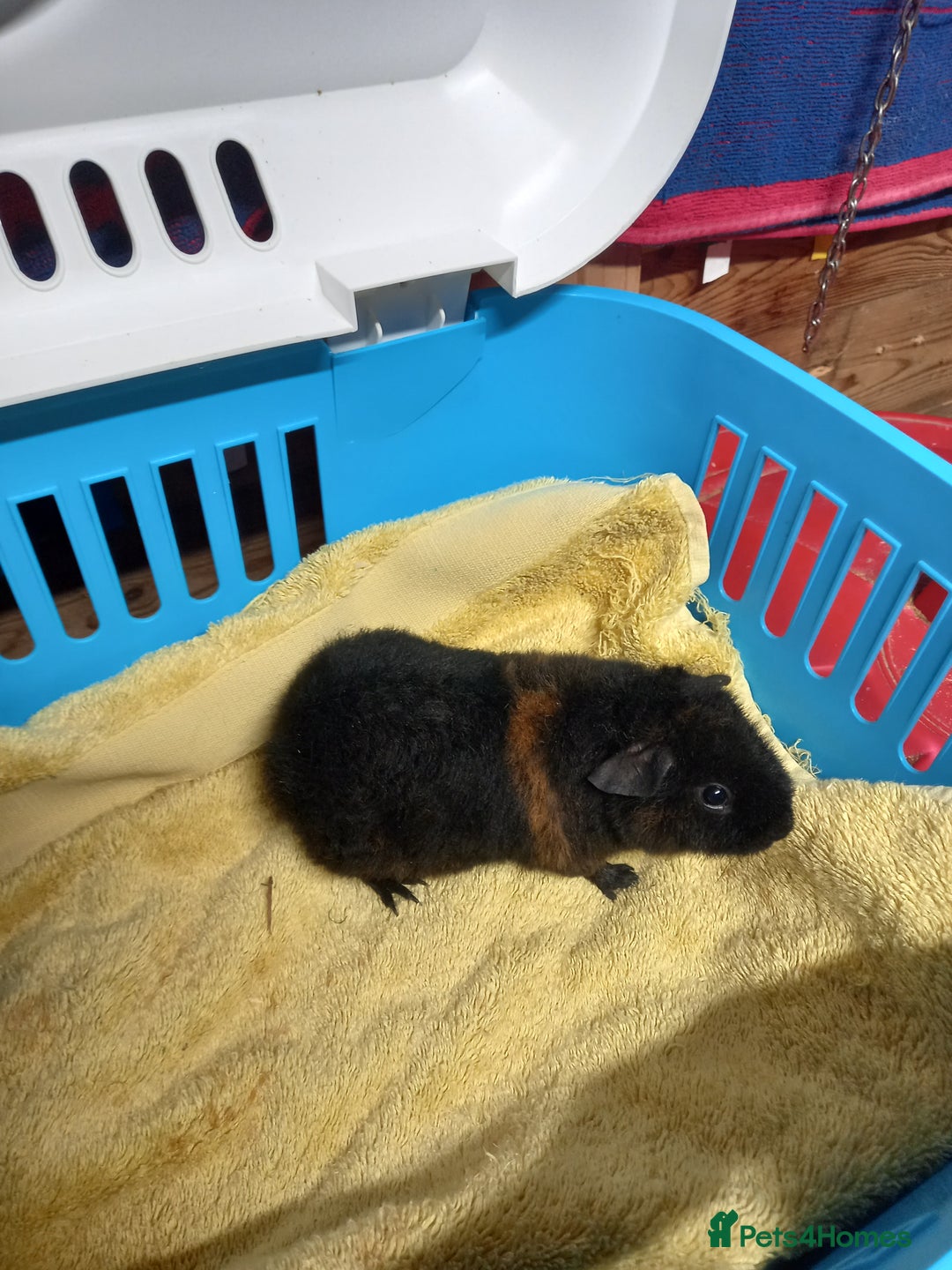 Guinea Pig rodents for sale: Teddy baby guinea-pigs  - Advert 17
