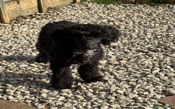Toy Poodle dogs for stud: Black Toy Poodle  - Image 3