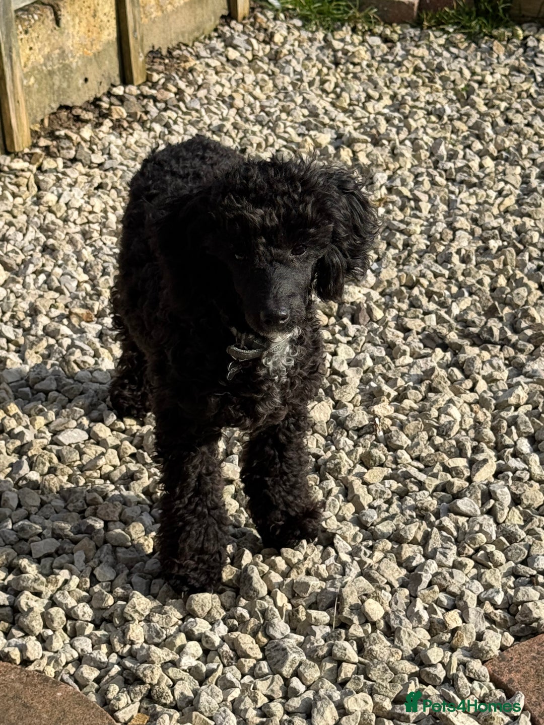 Toy Poodle dogs for stud: Black Toy Poodle  - Image 3