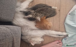 Mixed Breed cats for sale: Beautiful Kittens Available ✨️ in ELY - Image 35