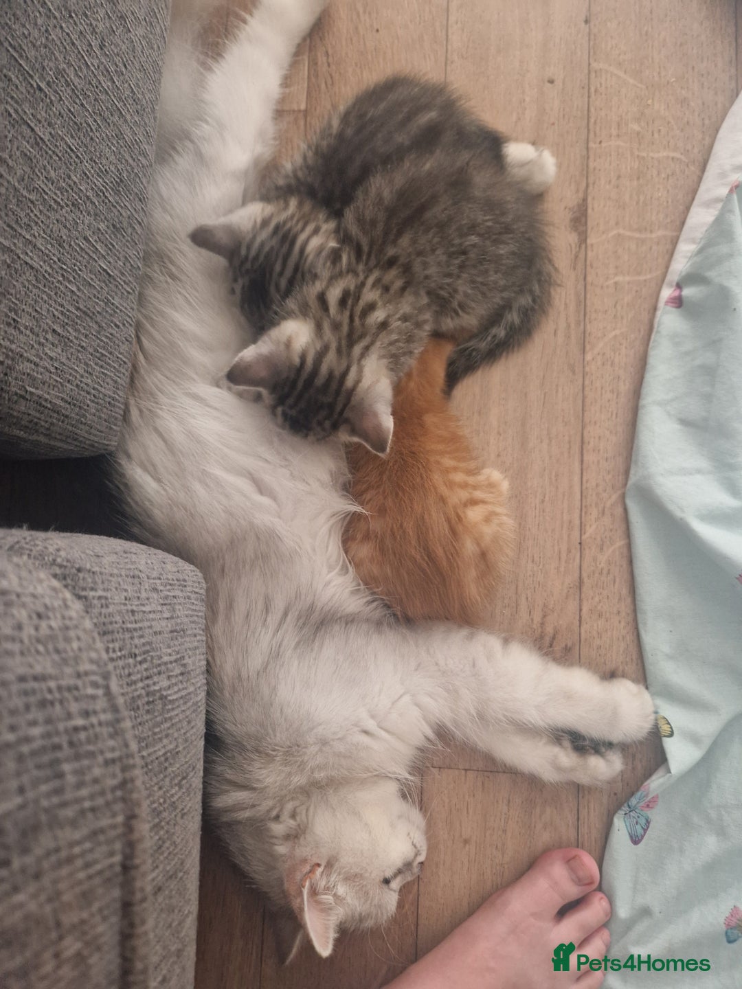 Mixed Breed cats for sale: Beautiful Kittens Available ✨️ in ELY - Image 35