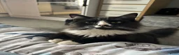 Mixed Breed cats for sale: Loving Forever Home Wanted for Our Beautiful cats - Advert 13