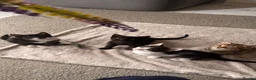 Bengal cats for sale: Bengal X Kittens READY TO GO in London - Advert 3