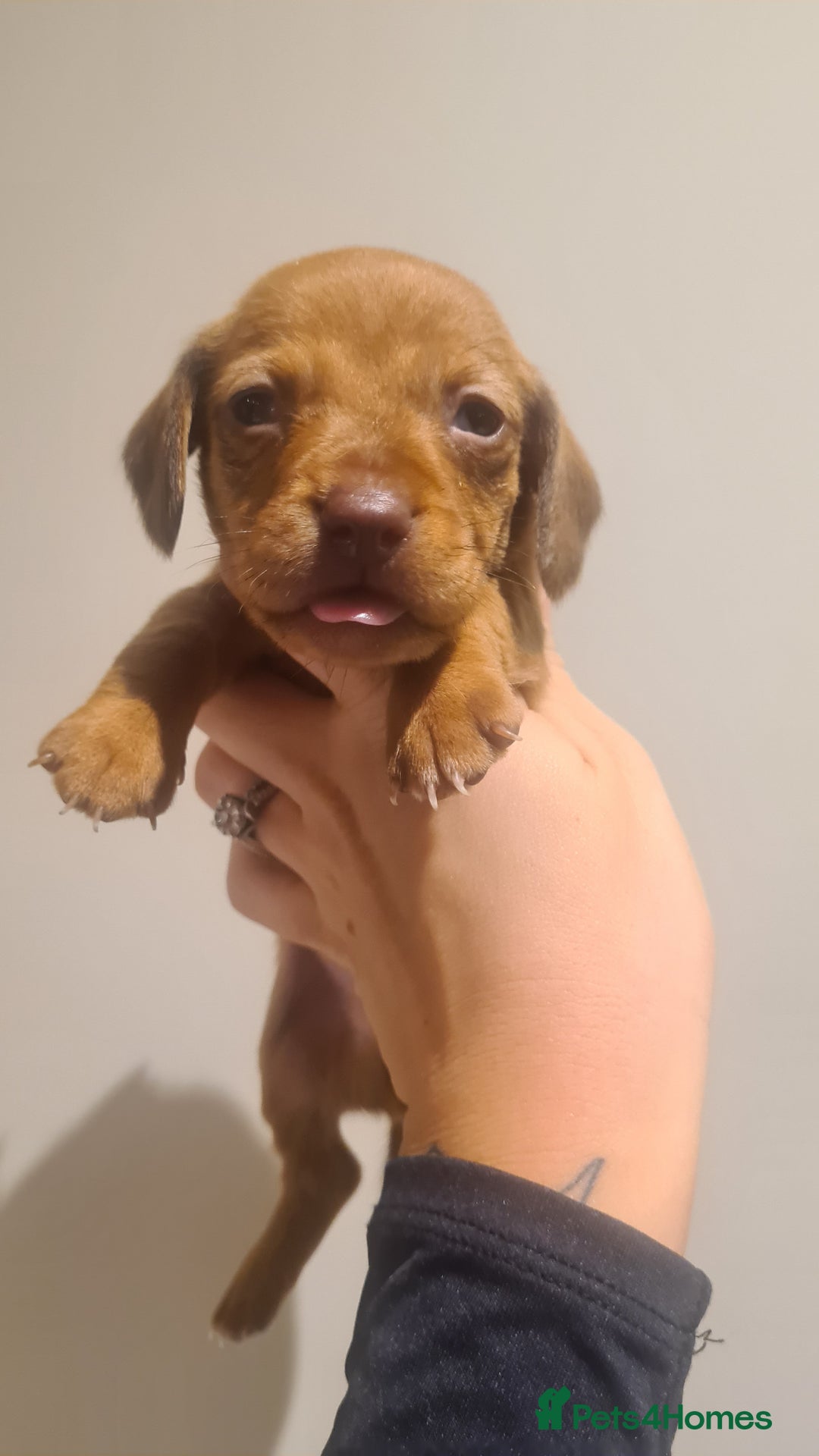 Miniature Dachshund dogs for sale: Beautiful bundle of boy mini daxies  - Advert 9