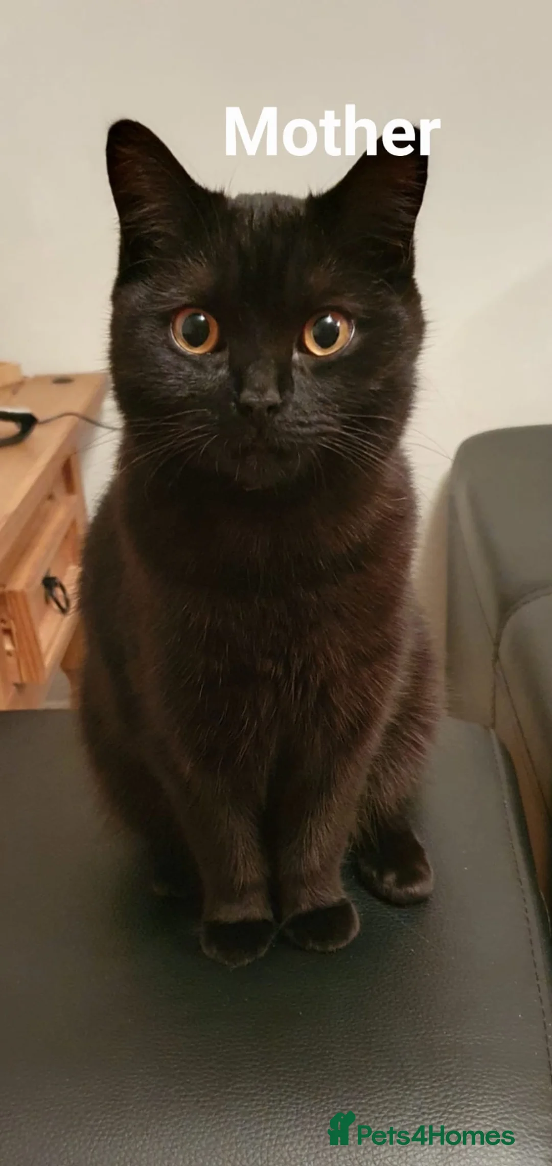 Mixed Breed cats for sale: mixed breed kitten for sale  in Bristol - Advert 3