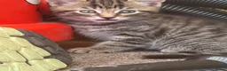 Mixed Breed cats for sale: Kitten in Saint Ives - Advert 8