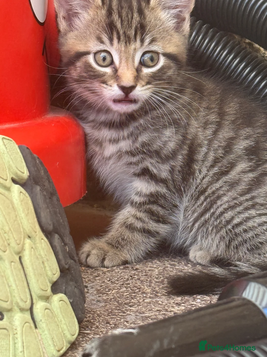 Mixed Breed cats for sale: Kitten in Saint Ives - Advert 8