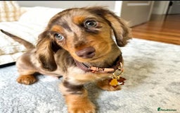 Miniature Dachshund dogs for sale: 🐾 Loving Miniature Dachshund Puppies 🐾 - Image 5